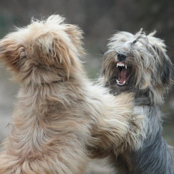 Hvordan skille to hunder som kjemper