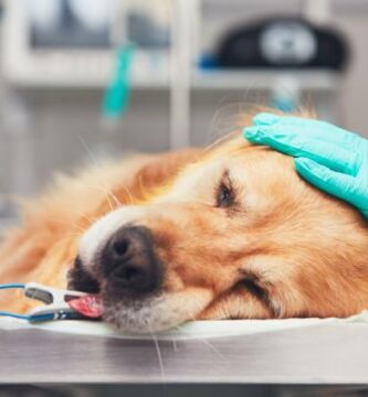 Hvordan ta vare pa en hund med lymfom