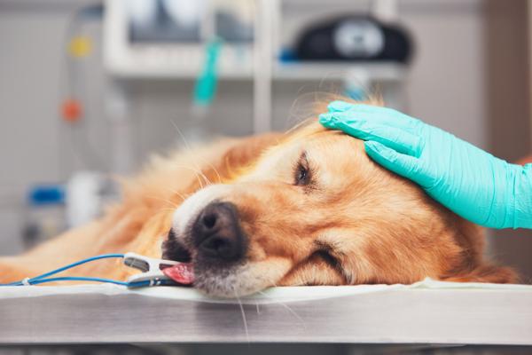 Hvordan ta vare pa en hund med lymfom