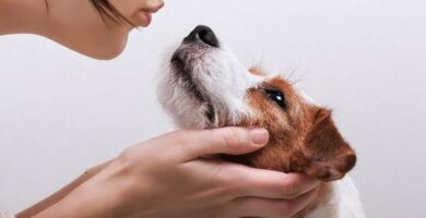 Hvordan vet du om hunden din elsker deg