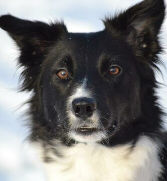 Hvordan vet jeg om hunden min er sint