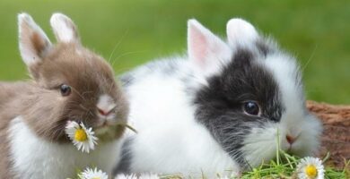 Hvordan vet jeg om kaninen min er hann eller hunn