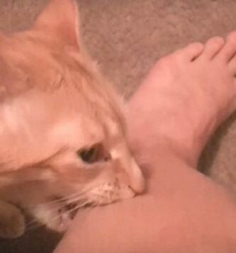 Hvorfor biter katter i anklene