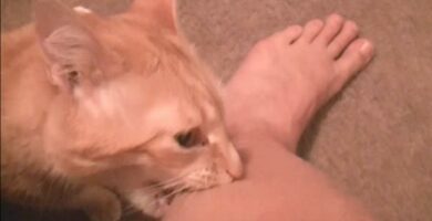 Hvorfor biter katter i anklene