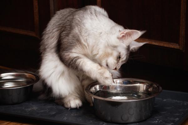 Hvorfor drikker katten min vann med poten