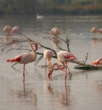 Hvorfor er flamingoer rosa