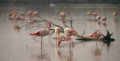 Hvorfor er flamingoer rosa