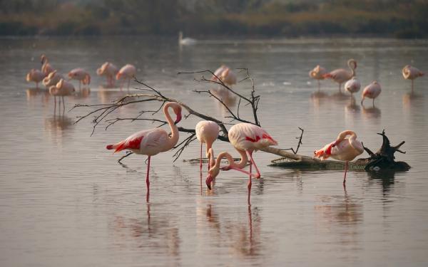Hvorfor er flamingoer rosa