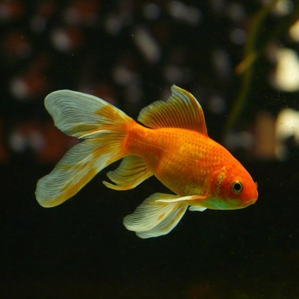Hvorfor er gullfisk aggressiv