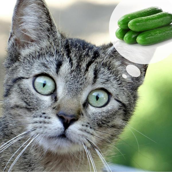 Hvorfor er katter redde for agurker