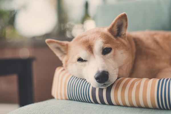Hvorfor klor hunder i sengen for de legger seg