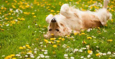 Hvorfor ruller hunden min i gresset