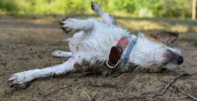 Hvorfor svelger hunder i dode dyr