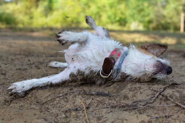 Hvorfor svelger hunder i dode dyr