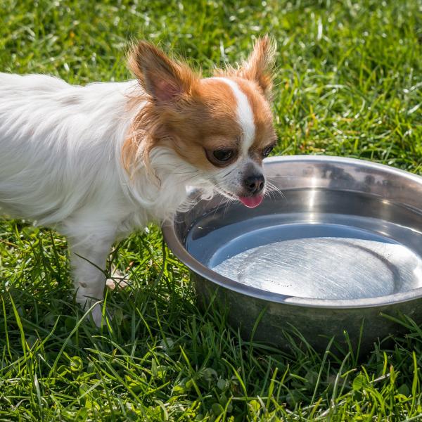 Hvorfor vil ikke hunden min drikke vann