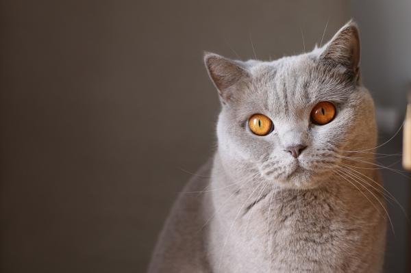 Hypertyreose hos katter symptomer og behandlinger