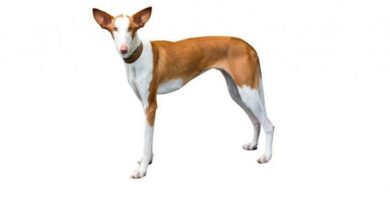 Ibizan Hound