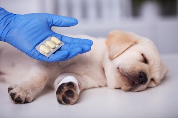 Ibuprofen for hunder dosering og bruk