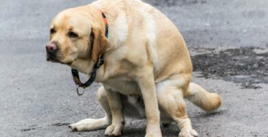 Inflammatorisk tarmsykdom hos hunder symptomer og behandling