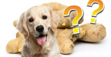 Ingefaer for hunder dosering og fordeler