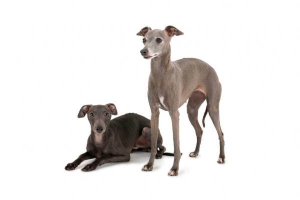 Italiensk Greyhound eller Small Italian Greyhound
