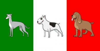 Italienske hundenavn for hanner og hunner