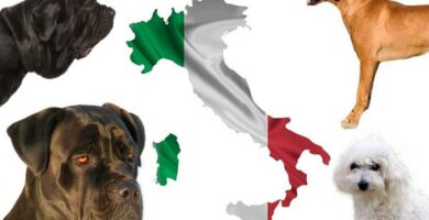 Italienske hunderaser