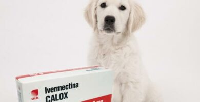 Ivermectin for Dogs Dosering og bruk