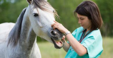 Ivermektin for hester dosering og bruk