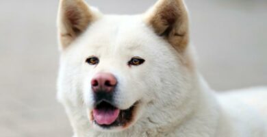 Japanske hunderaser bor du vite
