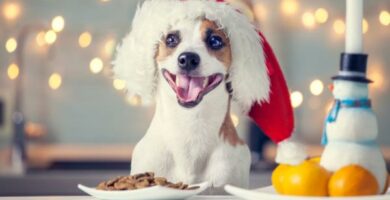 Juleoppskrifter for hunder