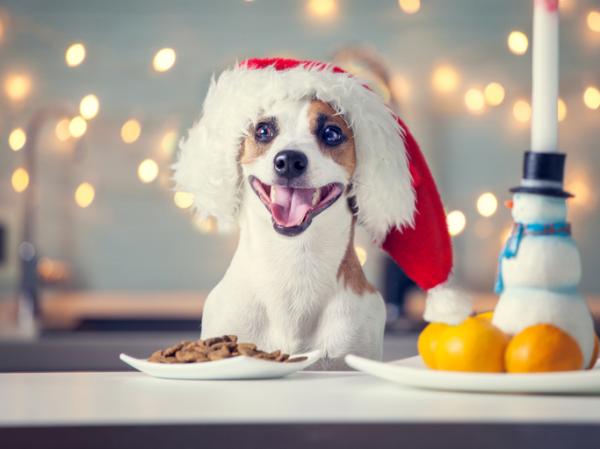 Juleoppskrifter for hunder
