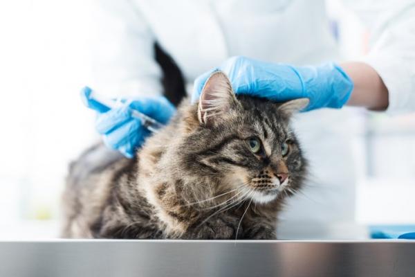 Kan du bade en katt etter a ha vaksinert den
