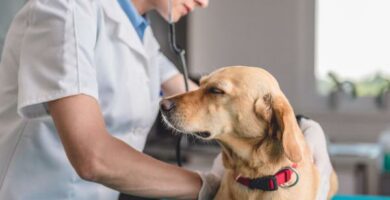 Kan en sterilisert hund ha pyometra