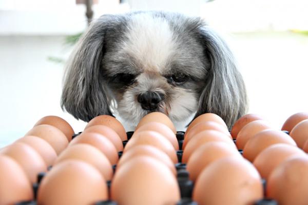 Kan hunder spise egg