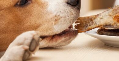 Kan hunder spise fisk