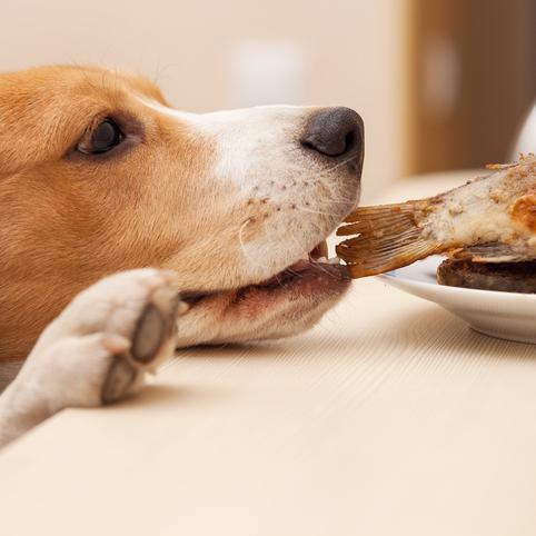 Kan hunder spise fisk