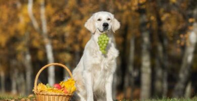 Kan hunder spise gronne druer eller rosiner