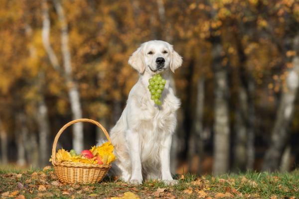 Kan hunder spise gronne druer eller rosiner