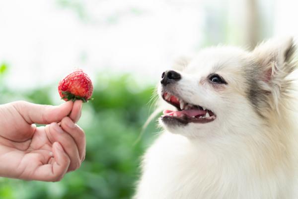 Kan hunder spise jordbaer