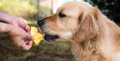 Kan hunder spise mango