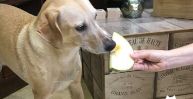 Kan hunder spise melon
