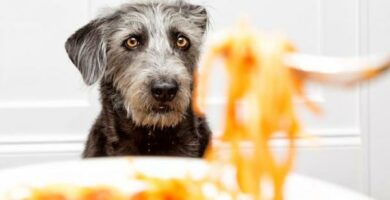 Kan hunder spise pasta