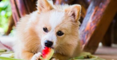 Kan hunder spise vannmelon