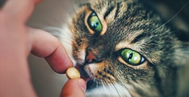 Kan ibuprofen gis til en katt