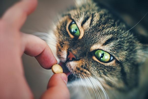 Kan ibuprofen gis til en katt