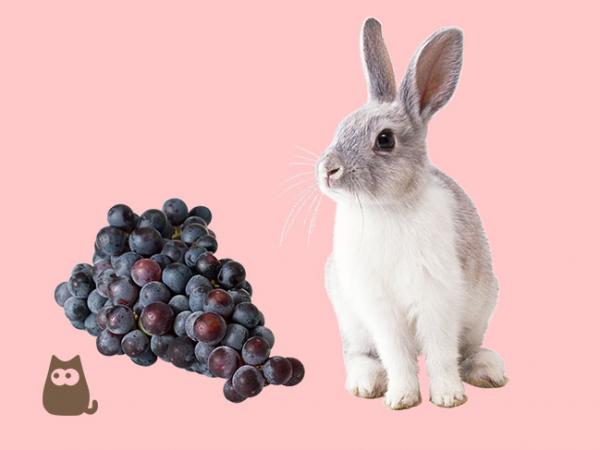 Kan kaniner spise druer