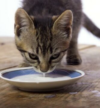 Kan katter drikke melk