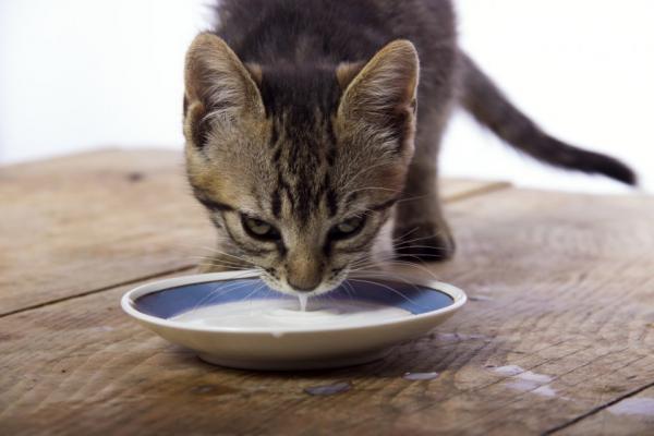 Kan katter drikke melk