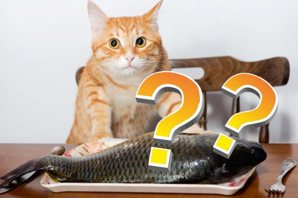 Kan katter spise fisk